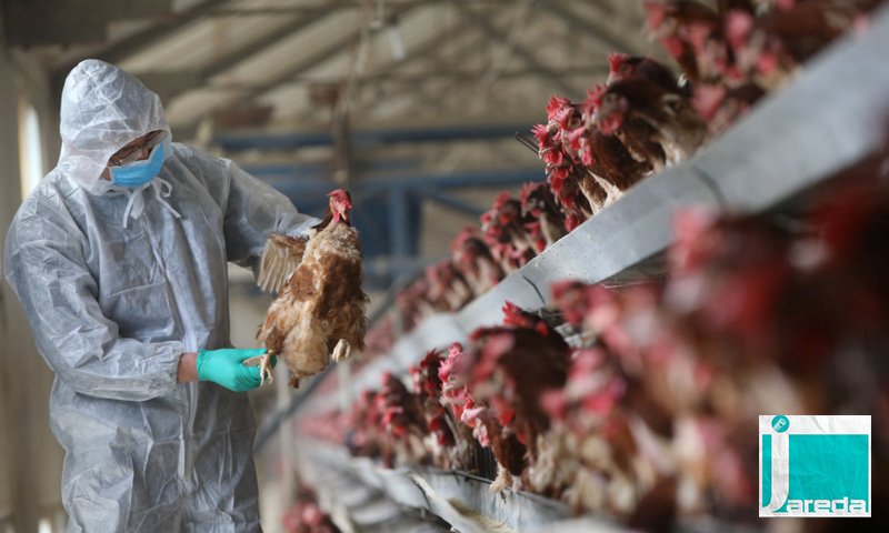 متخصص: العالم يمر بأسوأ موسم لإنفلونزا الطيور من أي وقت مضى