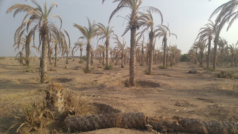 واقع مؤلم.. البصرة تفقد ثروات زراعية “نادرة” لـ4 أسباب